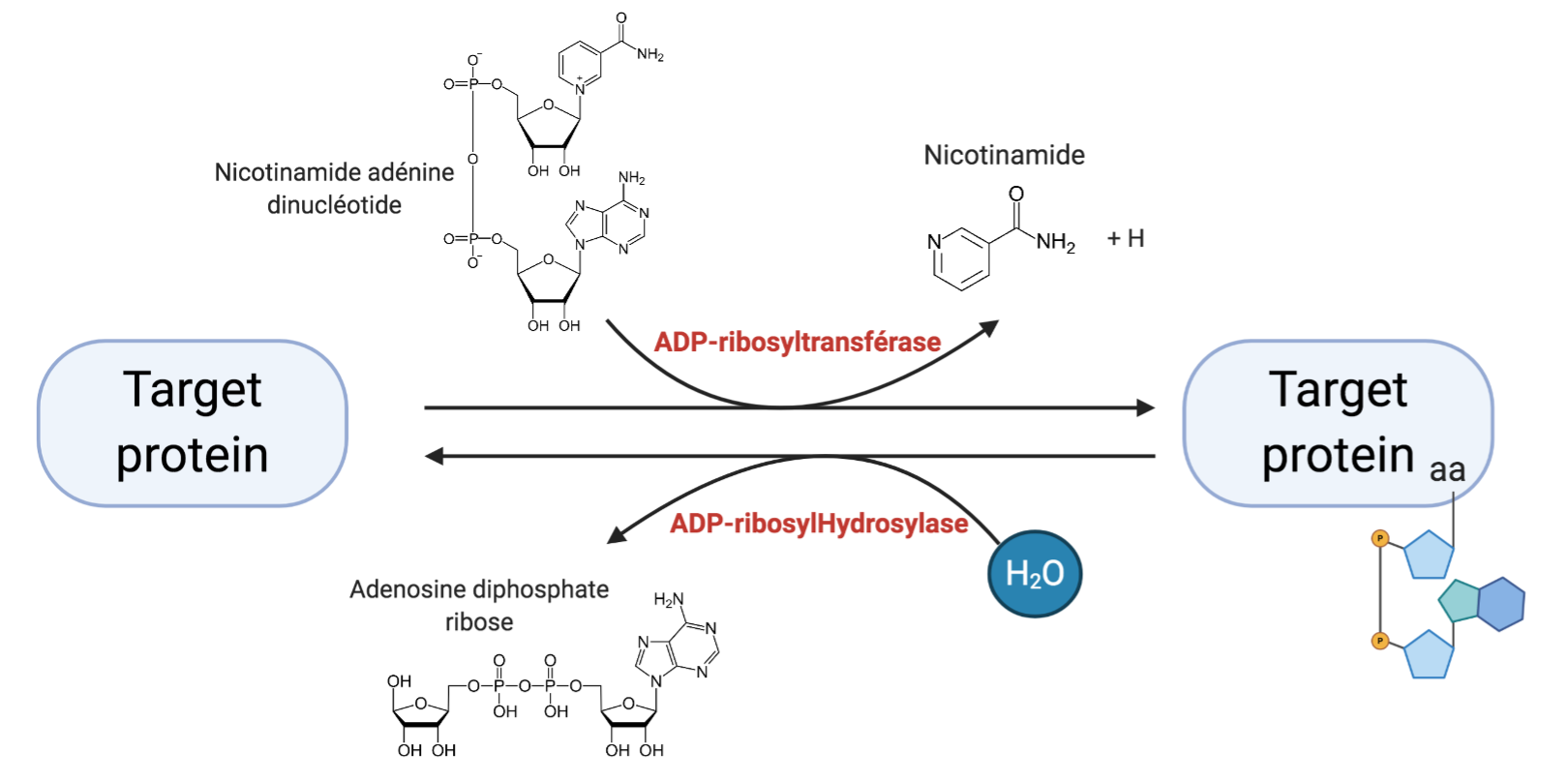 ADP-ribosylation