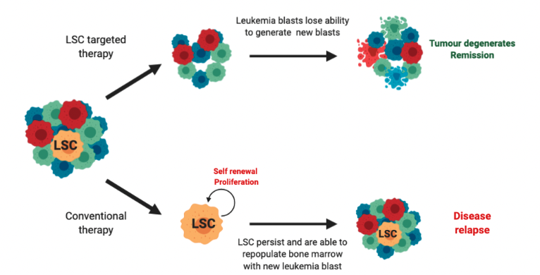 Leukemia stemm cells