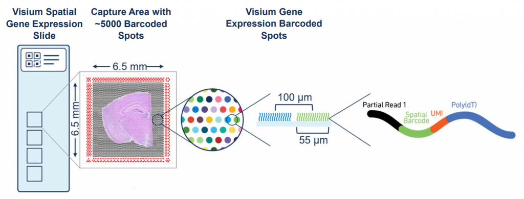 10X Visium